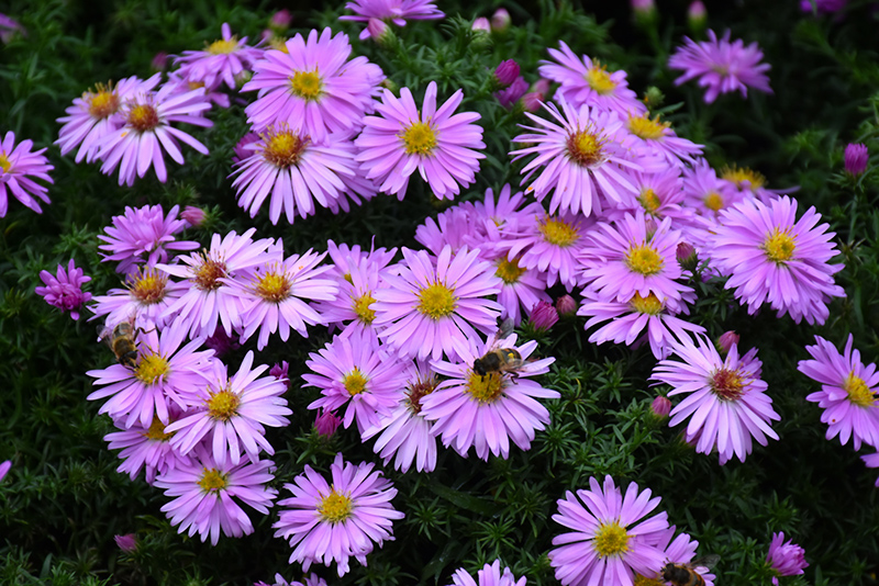 Woods Pink Aster (Symphyotrichum 'Woods Pink') at Ted Lare Design and Build