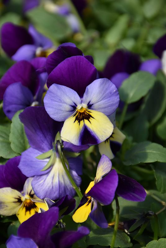 Endurio Blue Yellow with Purple Wing Pansy (Viola cornuta 'Endurio Blue Yellow Purple Wing') at Ted Lare Design and Build