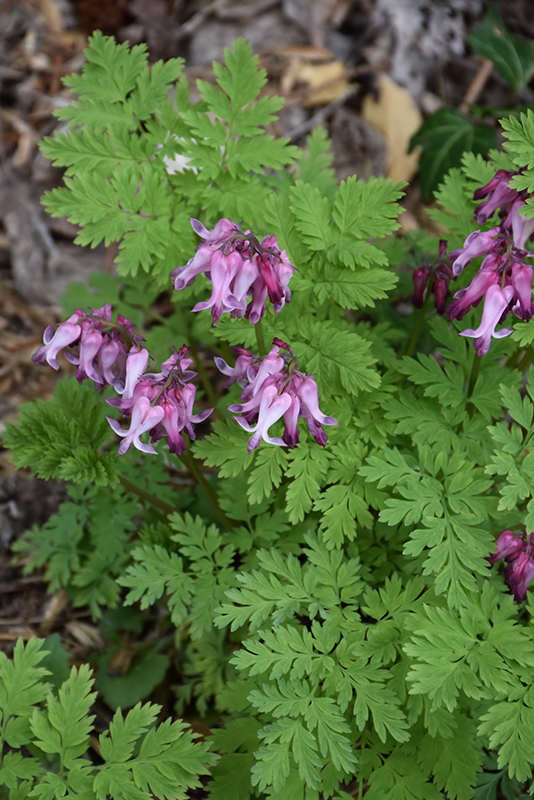Bleeding Heart (Dicentra eximia) at Ted Lare Design and Build