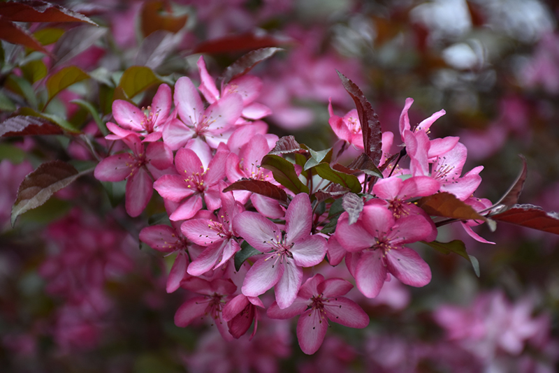 Royal Raindrops Flowering Crab (Malus 'JFS-KW5') at Ted Lare Design and Build