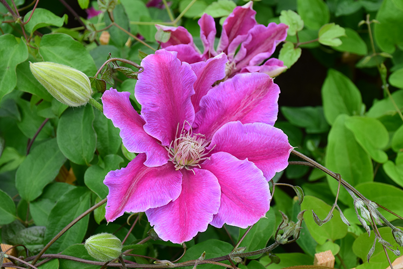 Dr. Ruppel Clematis (Clematis 'Dr. Ruppel') at Ted Lare Design and Build