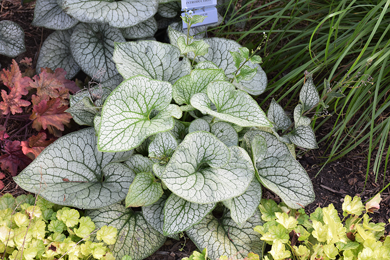Queen of Hearts Bugloss (Brunnera macrophylla 'Queen of Hearts') at Ted Lare Design and Build