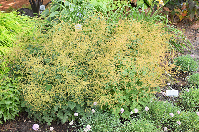 Chantilly Lace Goatsbeard (Aruncus 'Chantilly Lace') at Ted Lare Design and Build