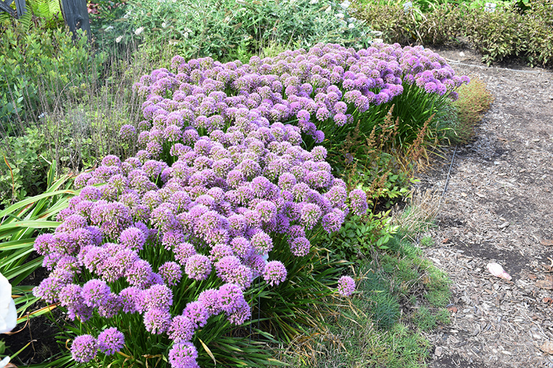Serendipity Ornamental Onion (Allium 'Serendipity') at Ted Lare Design and Build