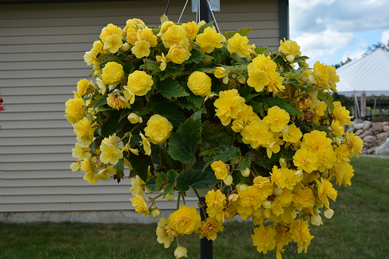 Nonstop Joy Yellow Begonia (Begonia 'Nonstop Joy Yellow') at Ted Lare Design and Build