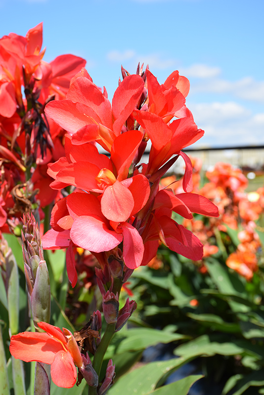 Cannova Red Shades Canna (Canna 'Cannova Red Shades') at Ted Lare Design and Build