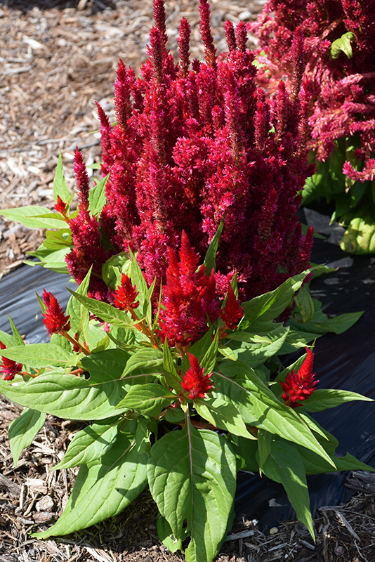 Fresh Look Red Celosia (Celosia 'Fresh Look Red') at Ted Lare Design and Build