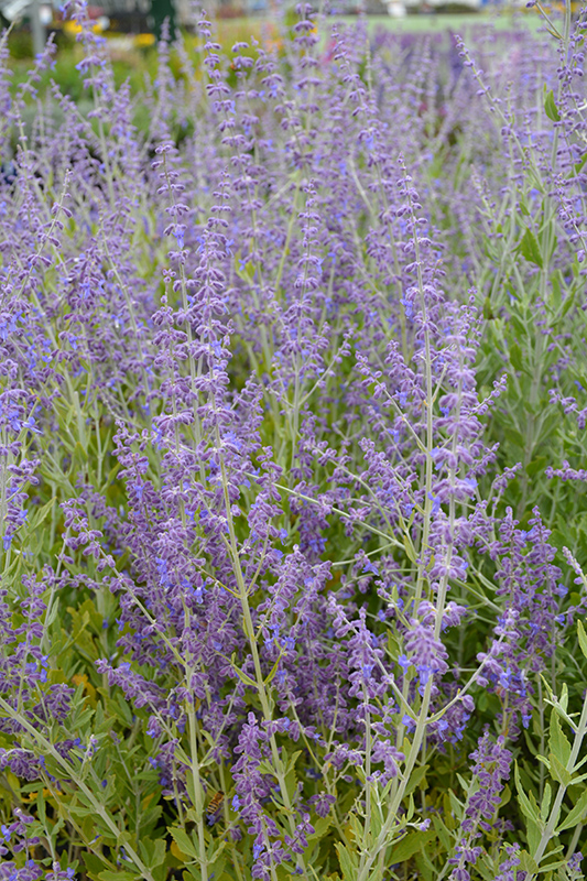 Little Spire Russian Sage (Perovskia 'Little Spire') at Ted Lare Design and Build