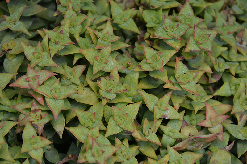 String Of Buttons (Crassula perforata) at Ted Lare Design and Build