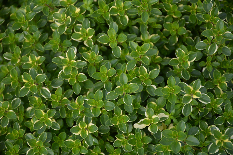 Variegated Broadleaf Thyme (Thymus pulegioides 'Foxley') at Ted Lare Design and Build