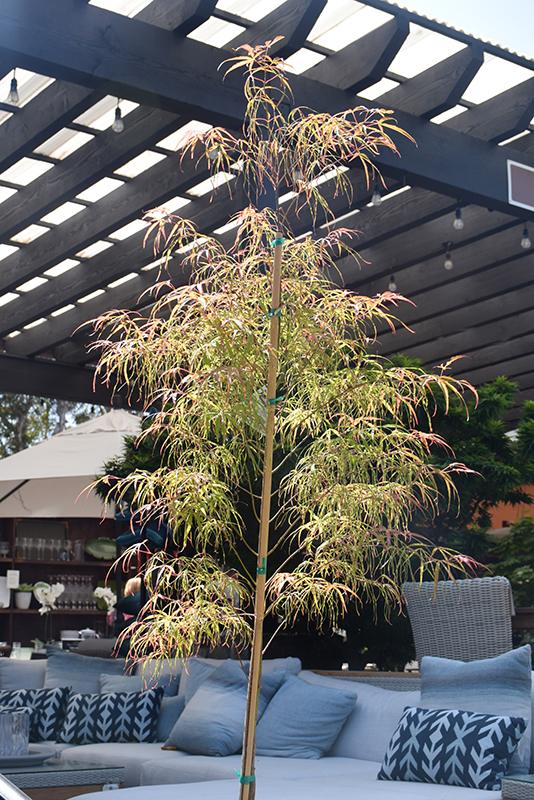 Koto No Ito Japanese Maple (Acer palmatum 'Koto No Ito') at Ted Lare Design and Build