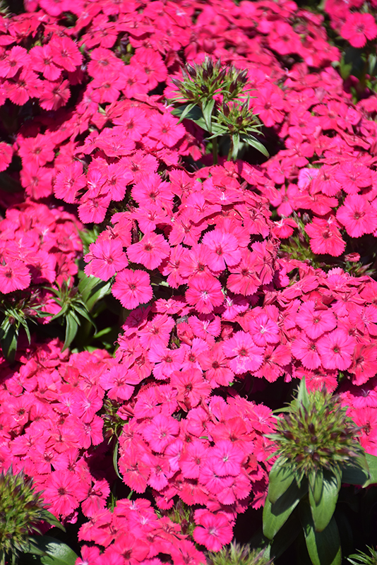 Amazon Neon Cherry Pinks (Dianthus 'PAS247229') at Ted Lare Design and Build