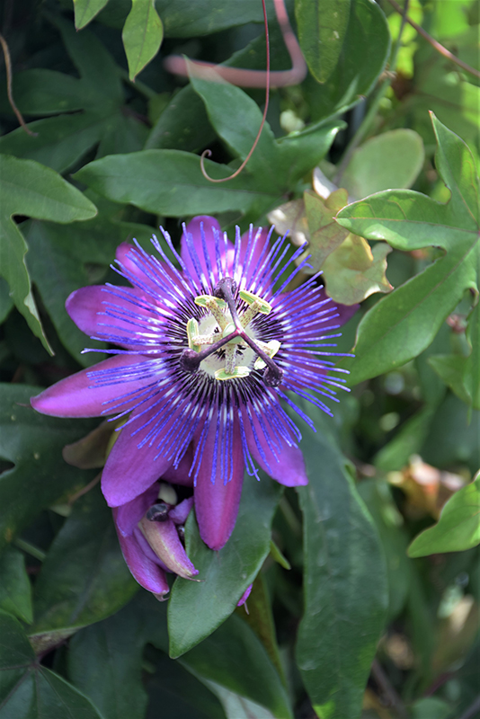 Amethyst Passion Flower (Passiflora 'Amethyst') at Ted Lare Design and Build