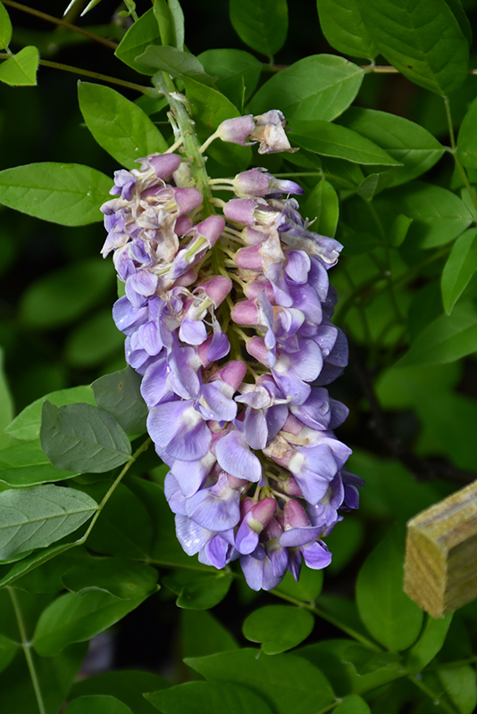 Amethyst Falls Wisteria (Wisteria frutescens 'Amethyst Falls') at Ted Lare Design and Build