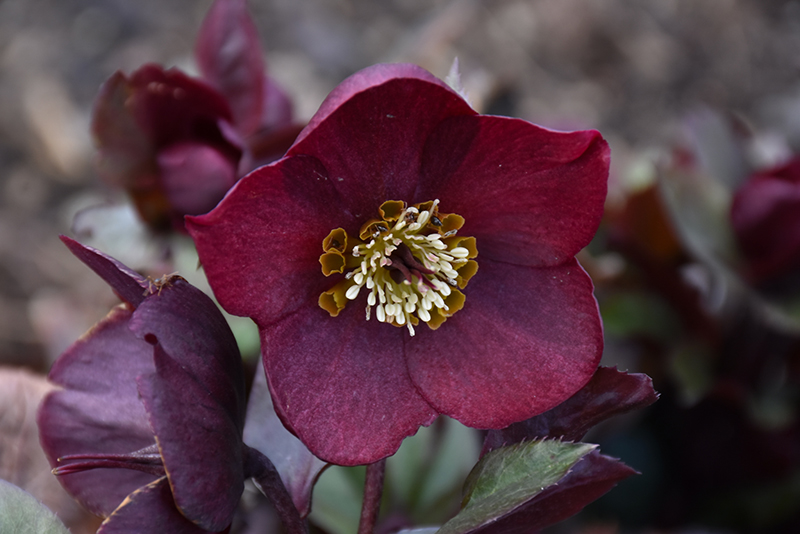 Honeymoon Rome In Red Hellebore (Helleborus 'Rome In Red') at Ted Lare Design and Build