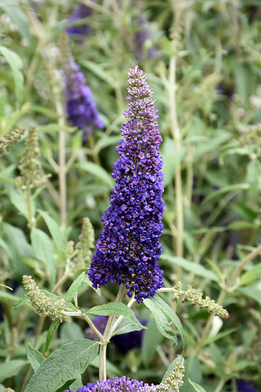 Black Knight Butterfly Bush (Buddleia davidii 'Black Knight') at Ted Lare Design and Build