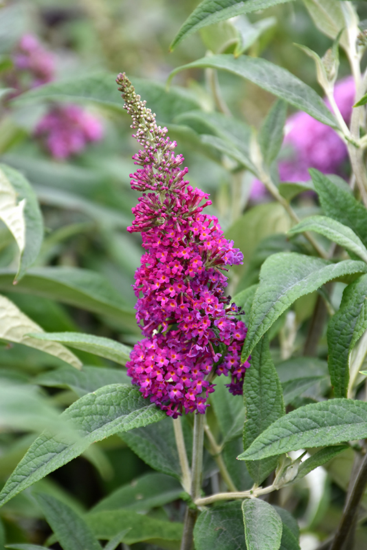 Miss Ruby Butterfly Bush (Buddleia davidii 'Miss Ruby') at Ted Lare Design and Build