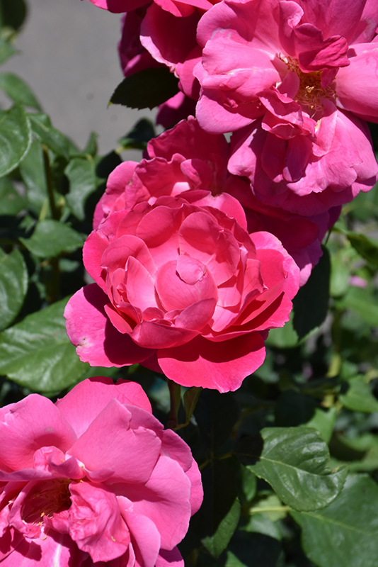 Grande Dame Rose (Rosa 'WEKmerewby') at Ted Lare Design and Build
