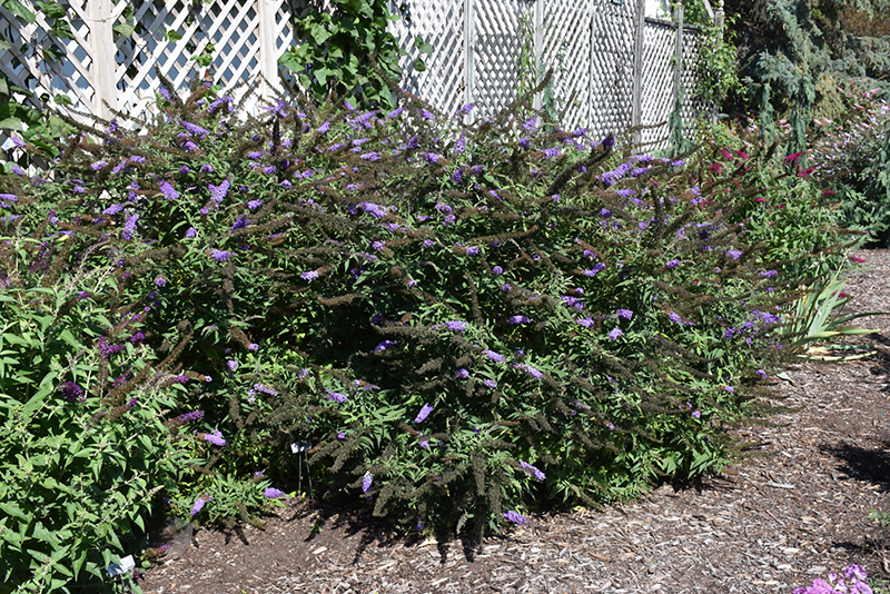 Black Knight Butterfly Bush (Buddleia davidii 'Black Knight') at Ted Lare Design and Build