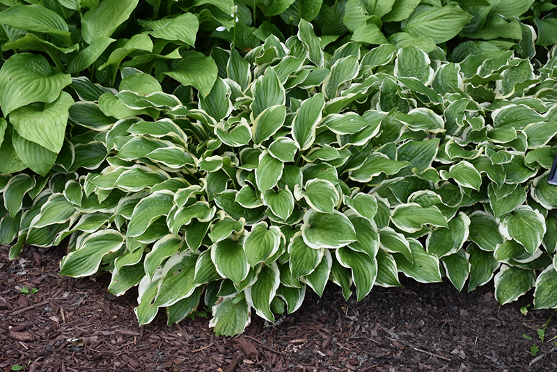 So Sweet Hosta (Hosta 'So Sweet') at Ted Lare Design and Build