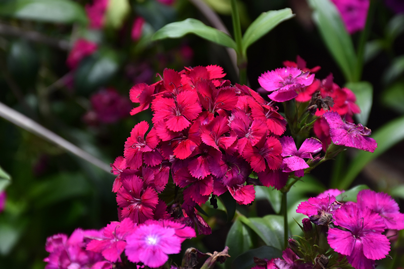 Amazon Neon Cherry Pinks (Dianthus 'PAS247229') at Ted Lare Design and Build