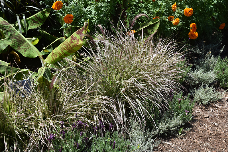 Cherry Sparkler Fountain Grass (Pennisetum setaceum 'Cherry Sparkler') at Ted Lare Design and Build