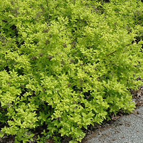 Plant Photo 8