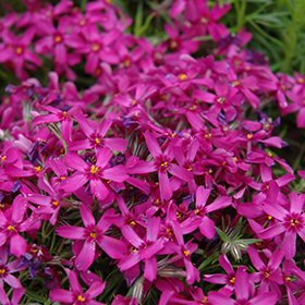 Plant Photo 8