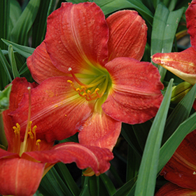 Plant Photo 3
