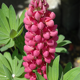 Plant Photo 9