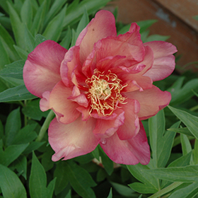 Plant Photo 2