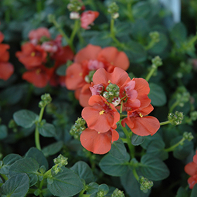 Plant Photo 3