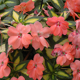 Plant Photo 10