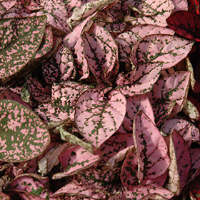 Plant Photo 2