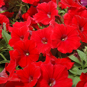 Plant Photo 4