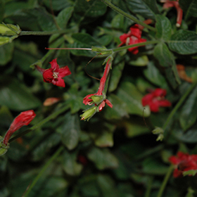Plant Photo 9