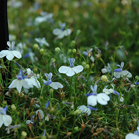 Plant Photo 6