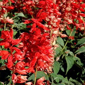 Plant Photo 1