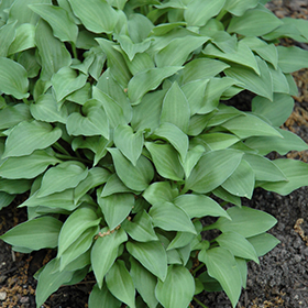 Plant Photo 6
