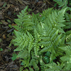 Plant Photo 10