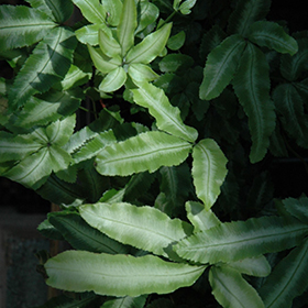 Plant Photo 2