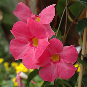 Plant Photo 1