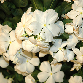 Plant Photo 8