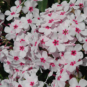 Plant Photo 2