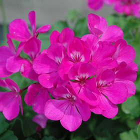 Plant Photo 7
