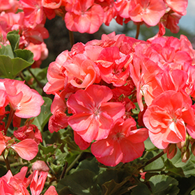 Plant Photo 7