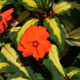 Plant Photo 9
