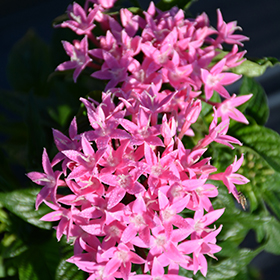 Plant Photo 4