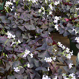 Plant Photo 8