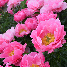 Plant Photo 4